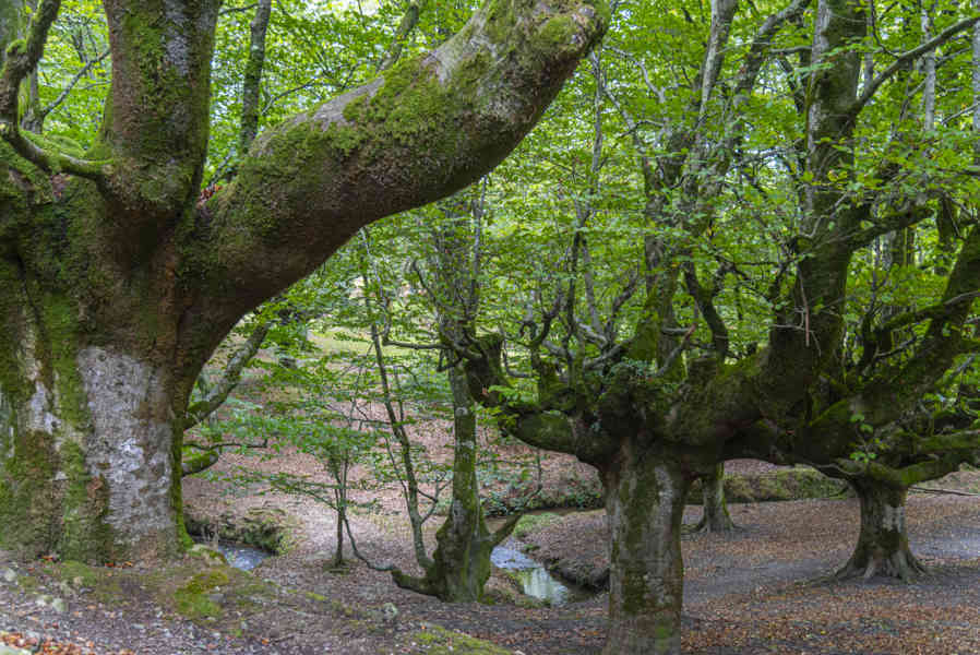 Vizcaya - parque natural del Gorbea 05 - hayedo de Otxarreta.jpg